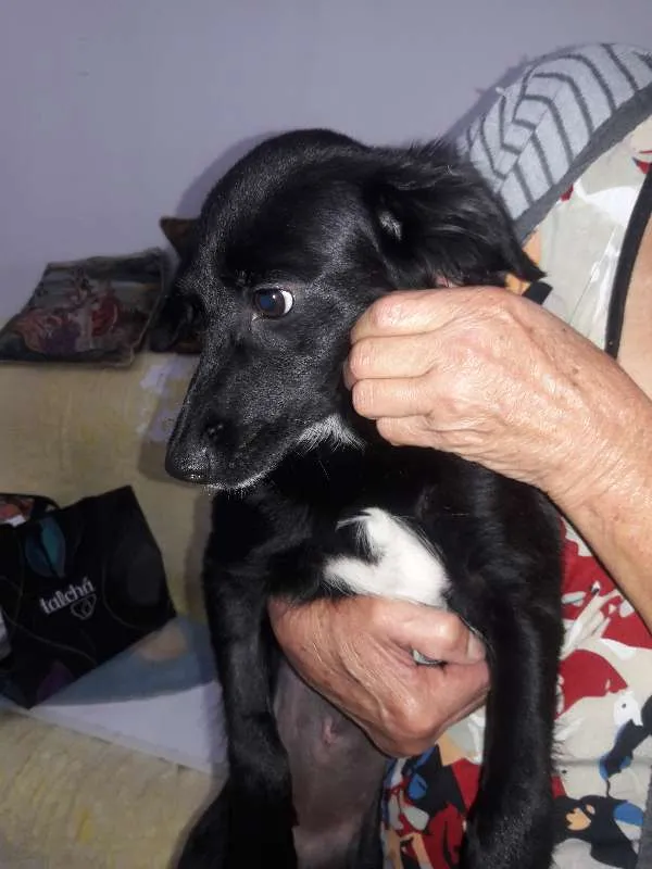 Cachorro ra a SRD idade 1 ano nome PELÉ