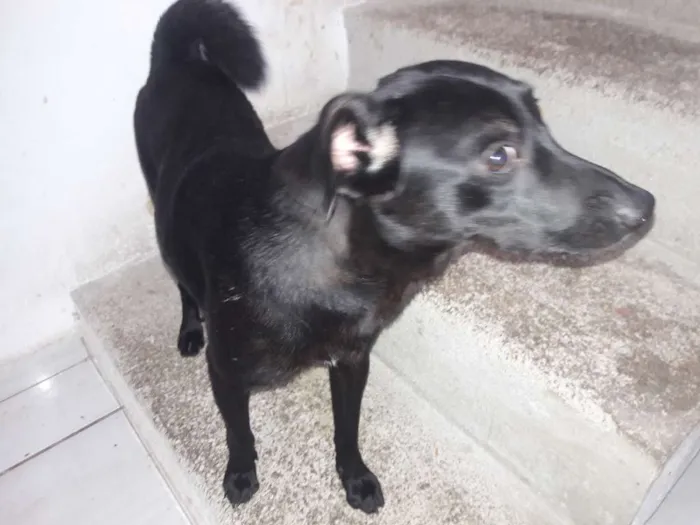 Cachorro ra a SRD idade 1 ano nome PELÉ