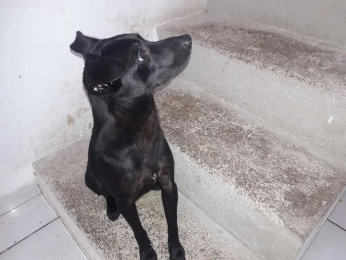 Cachorro ra a SRD idade 1 ano nome PELÉ