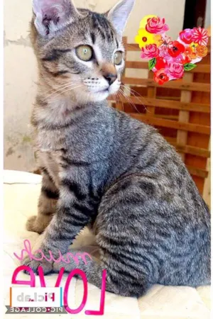Gato raça SRD idade 2 a 6 meses nome brenda