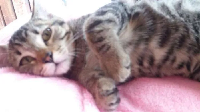 Gato ra a SRD idade 2 a 6 meses nome brenda