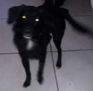 Cachorro raça SRD idade 1 ano nome MILLY