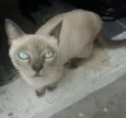 lua