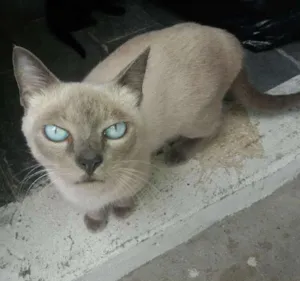 Gato raça siames idade 2 a 6 meses nome lua