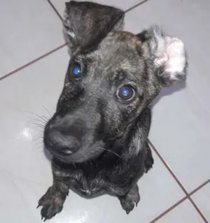 Cachorro raça SRD idade 2 a 6 meses nome RUI