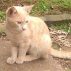 Gato raça indefinida idade 2 a 6 meses nome acerola