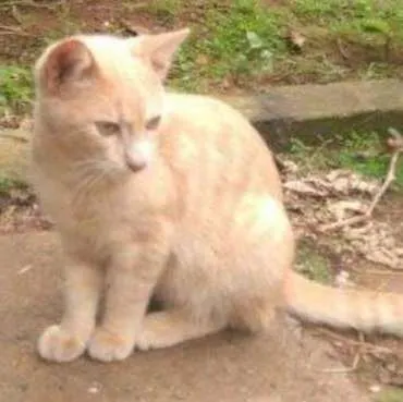 Gato ra a indefinida idade 2 a 6 meses nome acerola
