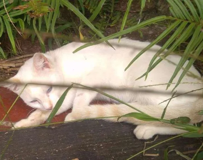 Gato ra a indefinida idade 1 ano nome floquinho