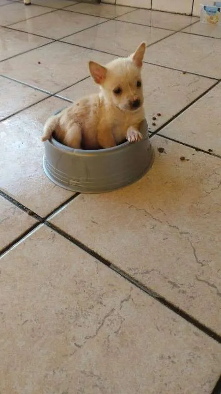 Cachorro ra a  idade 2 a 6 meses nome Sem Nome