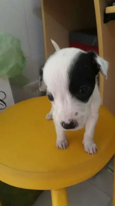 Cachorro ra a SRD idade Abaixo de 2 meses nome Neném 