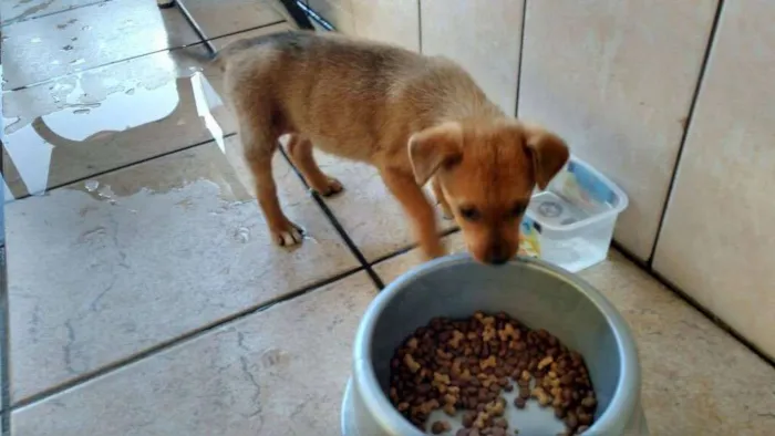 Cachorro ra a  idade 2 a 6 meses nome Sem Nome