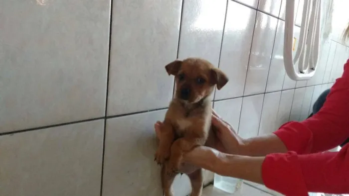 Cachorro ra a  idade 2 a 6 meses nome Sem Nome