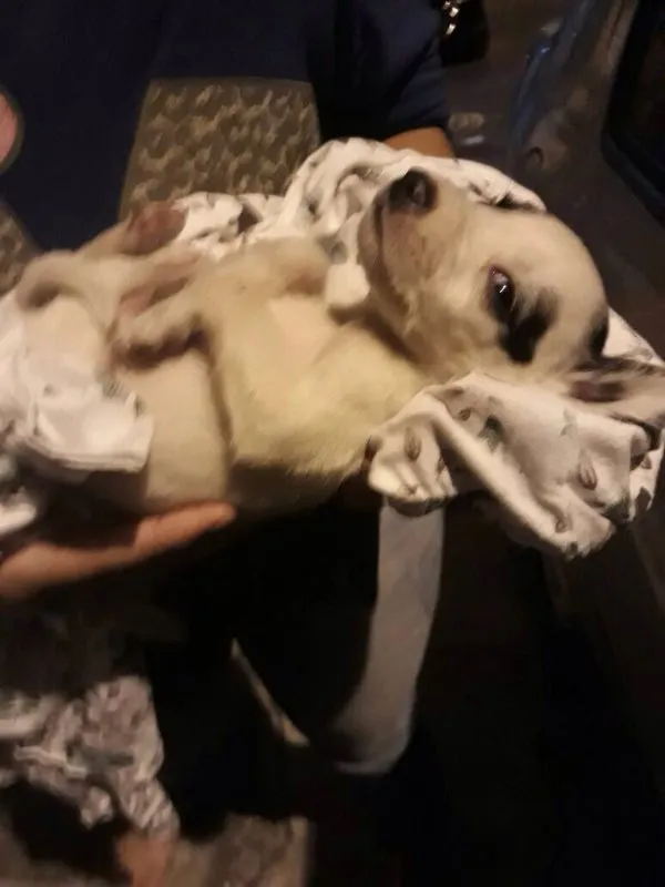 Cachorro ra a SRD idade Abaixo de 2 meses nome Neném 
