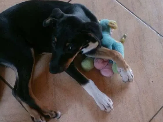 Cachorro ra a Srd idade 2 a 6 meses nome Lola