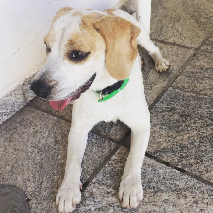 Cachorro ra a Beagles  idade 7 a 11 meses nome Billy 