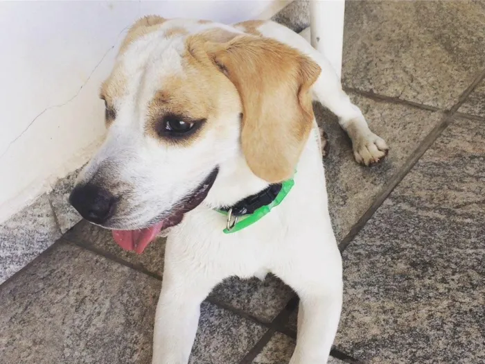 Cachorro ra a Beagles  idade 7 a 11 meses nome Billy 