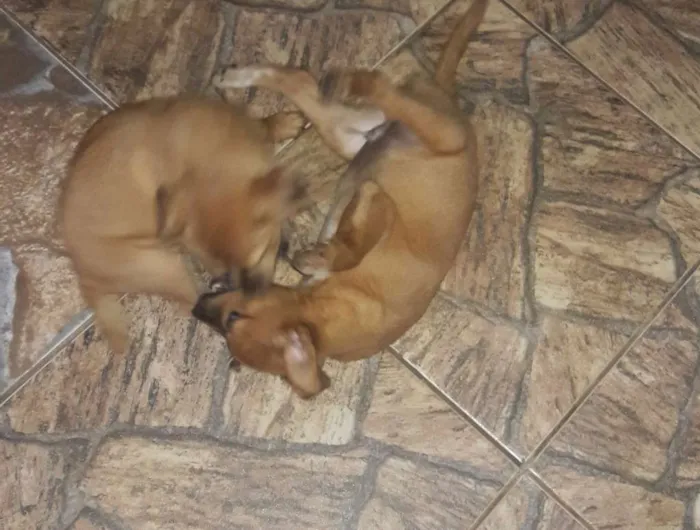 Cachorro ra a SRD idade 2 a 6 meses nome Perola e Thor