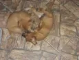Perola e Thor