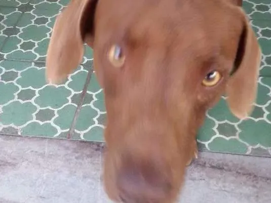 Cachorro ra a Vira lata idade 1 ano nome Não tem