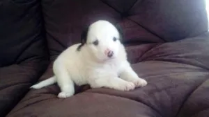Cachorro raça sdr idade Abaixo de 2 meses nome JULY
