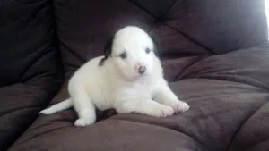 Cachorro raça SDR idade Abaixo de 2 meses nome JULY