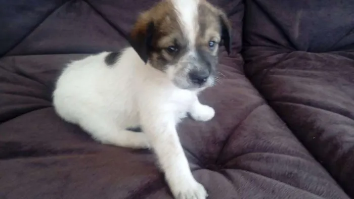 Cachorro ra a SDR idade Abaixo de 2 meses nome SUSY