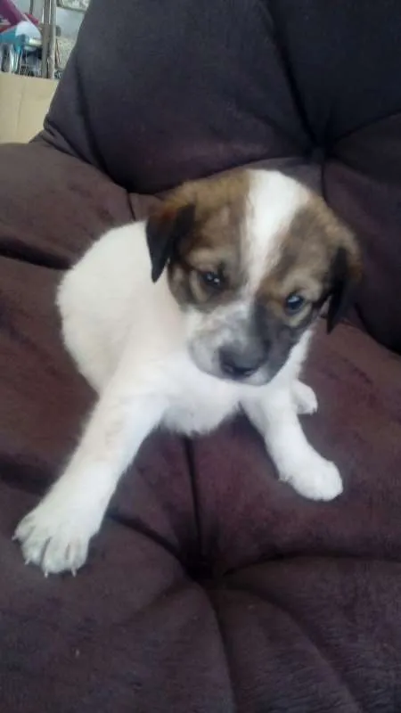 Cachorro ra a SDR idade Abaixo de 2 meses nome SUSY
