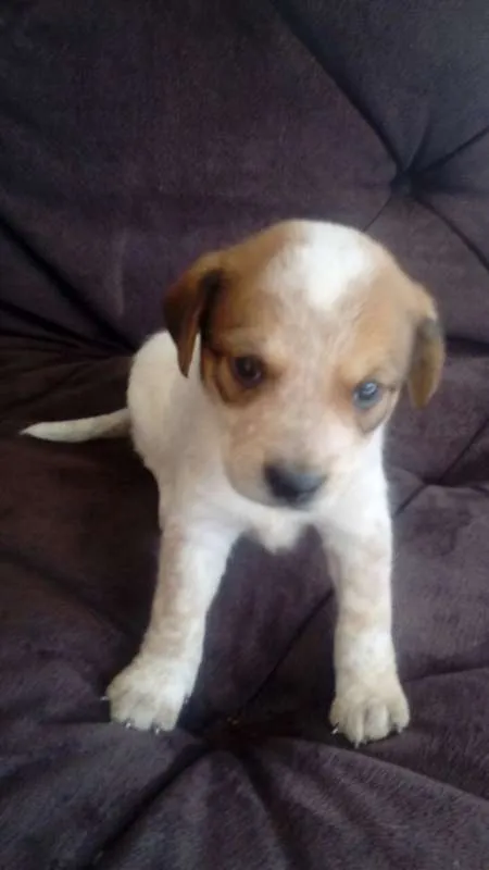 Cachorro ra a SDR idade Abaixo de 2 meses nome LUCY