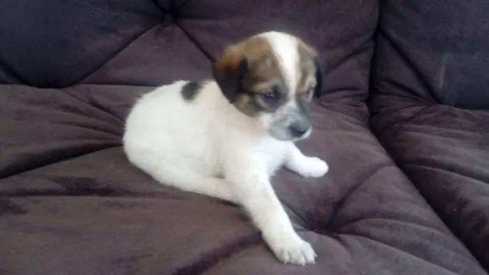 Cachorro ra a SDR idade Abaixo de 2 meses nome SUSY