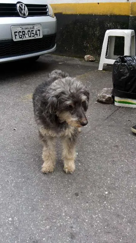 Cachorro ra a POODLE idade 3 anos nome PEPI