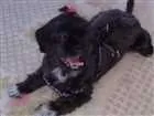 Cachorro raça Lhasa apso idade 5 anos nome Layka