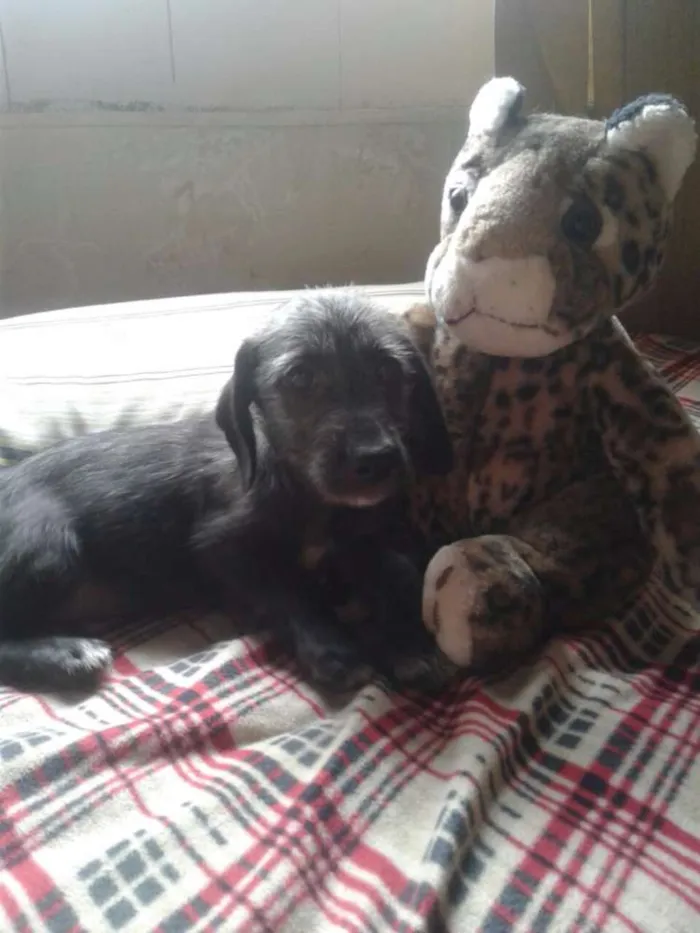 Cachorro ra a SRD idade 2 a 6 meses nome Fumaça