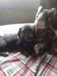 Fumaça