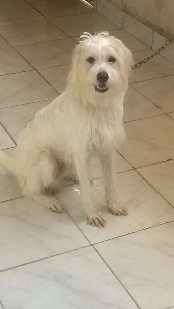 Cachorro raça puldo com vira-lata  idade 1 ano nome Bob