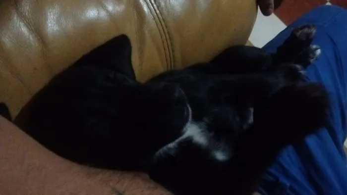 Cachorro ra a Vira lata idade Abaixo de 2 meses nome S/N