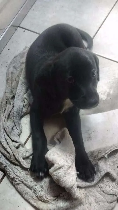 Cachorro ra a Vira lata idade Abaixo de 2 meses nome S/N