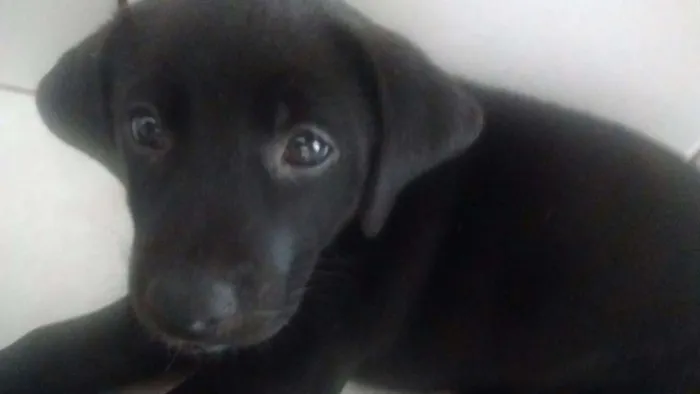 Cachorro ra a Vira lata idade Abaixo de 2 meses nome S/N