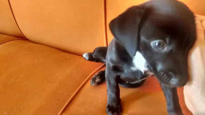 Cachorro ra a Vira lata idade Abaixo de 2 meses nome S/N