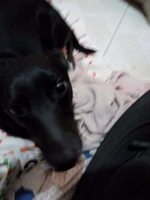 Cachorro ra a SRD idade 5 anos nome Neguinho