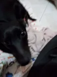 Neguinho