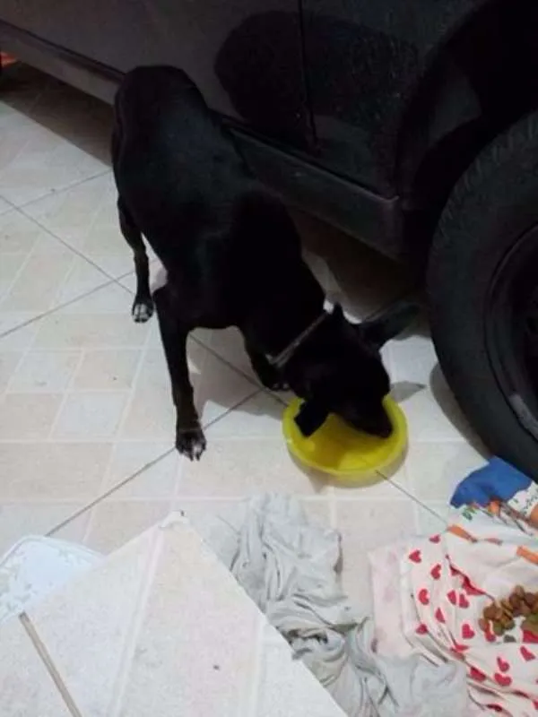 Cachorro ra a SRD idade 5 anos nome Neguinho