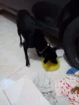 Neguinho