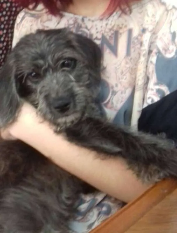 Cachorro ra a indefinida  idade 7 a 11 meses nome Sem nome