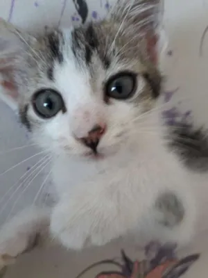 Gato raça  idade Abaixo de 2 meses nome Sem Nome