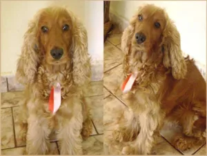Cachorro raça Cocker idade 6 ou mais anos nome Willy
