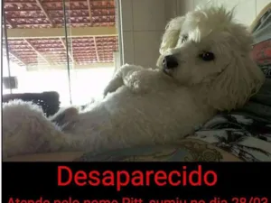 Cachorro raça Poodle idade 5 anos nome Pitt