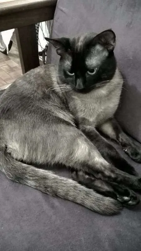 Gato ra a Siames idade 2 anos nome Tomaz