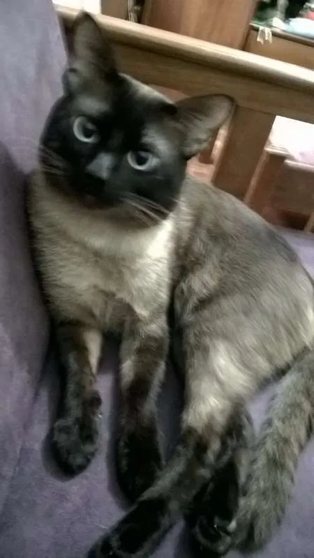 Gato ra a Siames idade 2 anos nome Tomaz