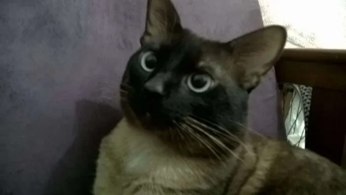 Gato ra a Siames idade 2 anos nome Tomaz
