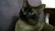 Tomaz